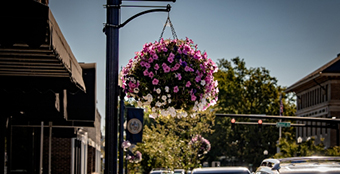 hanging basket